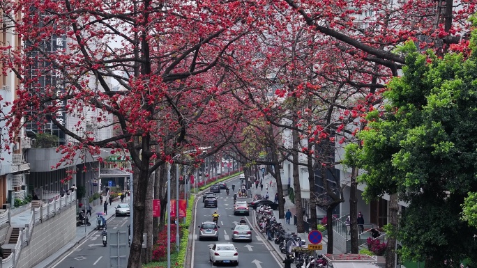 中国广东省广州市越秀区烈士陵园木棉花