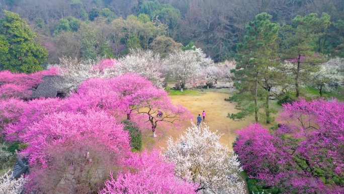 杭州植物园灵峰探梅梅花风景视频素材