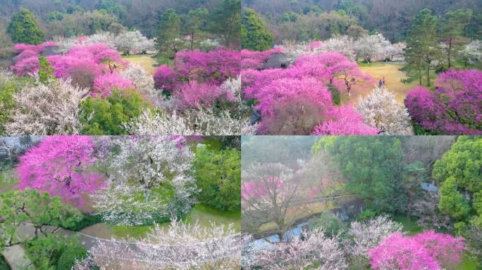 杭州植物园灵峰探梅梅花风景视频素材