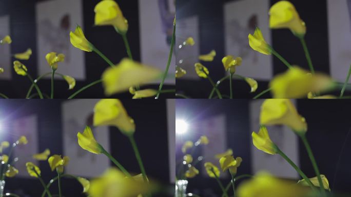 有选择性地聚焦于新割的黄色马蹄莲的花蕾，背景是黑色的墙壁和绘画。餐厅餐桌上的花卉室内设计装饰，色彩鲜