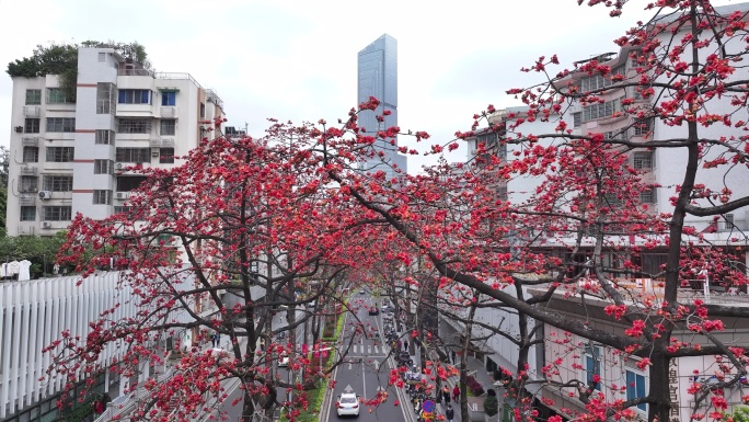 中国广东省广州市越秀区烈士陵园木棉花