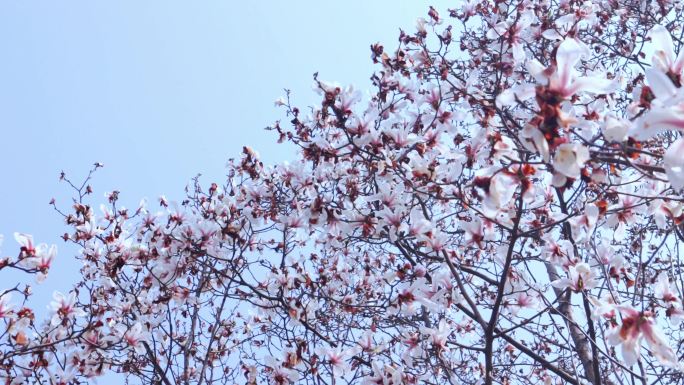 白玉兰 玉兰花 花朵