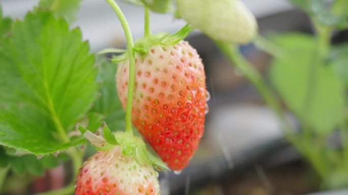 草莓 草莓采摘 特写