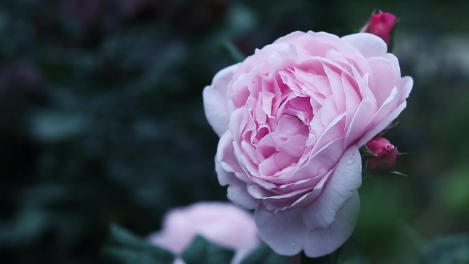 粉红色月季花 红色月季花 1908