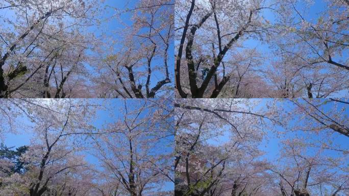 日本广崎市广崎公园的樱花步道。
