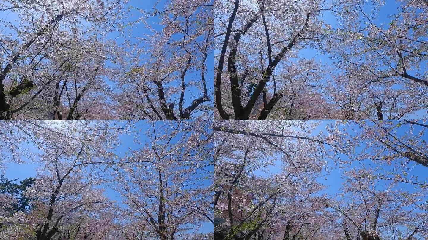 日本广崎市广崎公园的樱花步道。