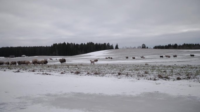 一群脏羊在俄罗斯的田野上吃草