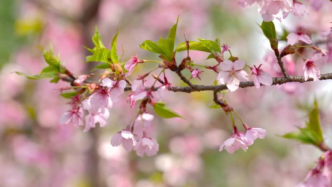 樱花樱花树