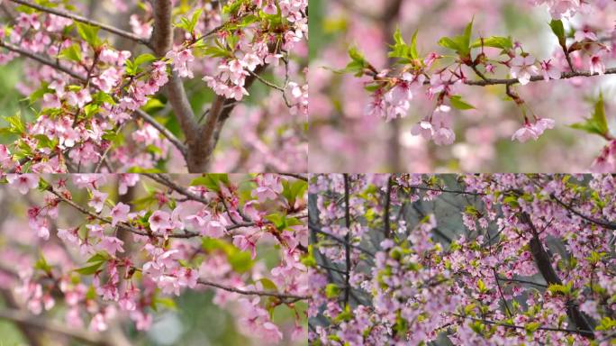 樱花樱花树