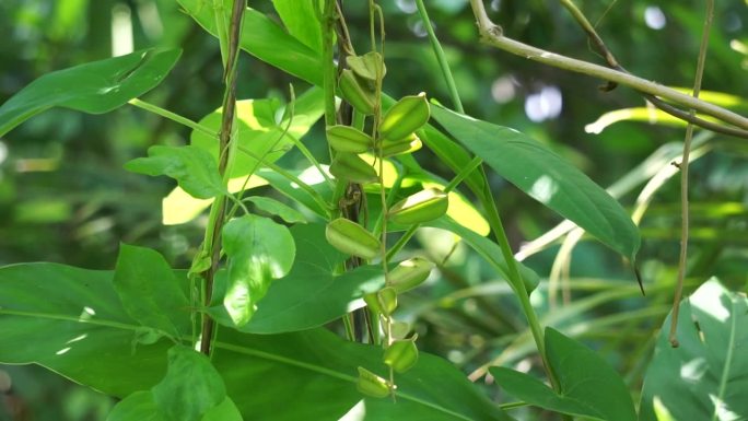 绿色薯蓣(印度三叶山药，gadung)树在自然背景