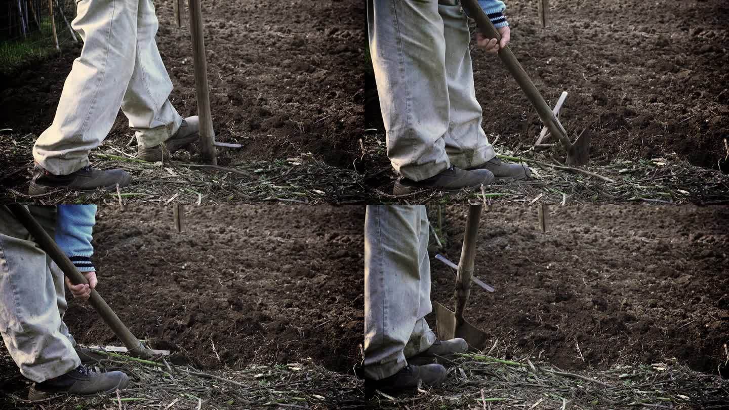 一个年老而贫穷的欧洲农民用最简陋的工具——铁锹耕田