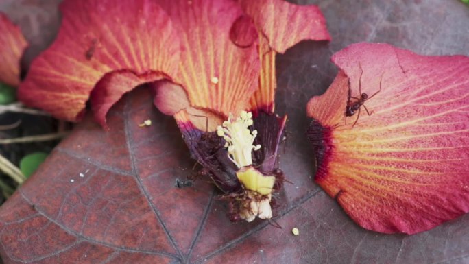 俯视图特写，一小群红蚂蚁在一朵掉落的红色木槿花上切割和觅食