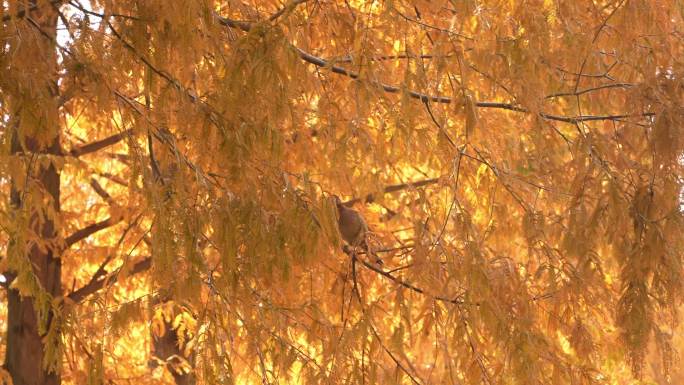 秋天水杉树上的鸟