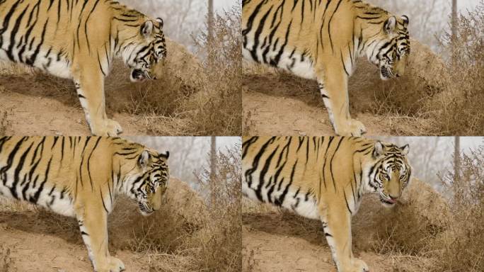 老虎吃东西的慢镜头特写