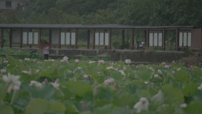 莲花荷花田，荷花盛开原格式视频