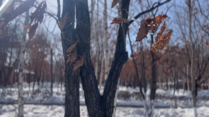 冬季阳光穿过树叶下雪后海关树林空镜