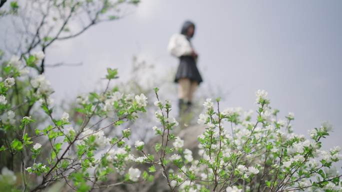 武汉黄陂云雾山上的白鹃梅jk女生游玩旅拍