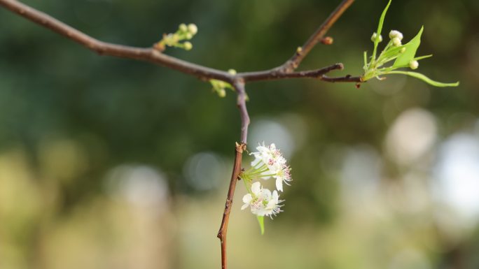 梨花/豆梨花