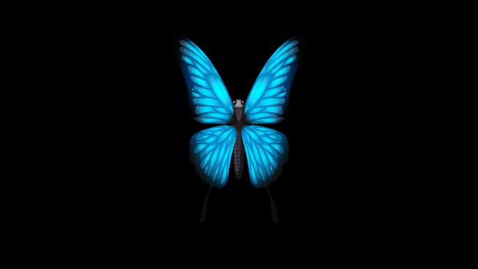 4K蓝色蝴蝶透明视频
