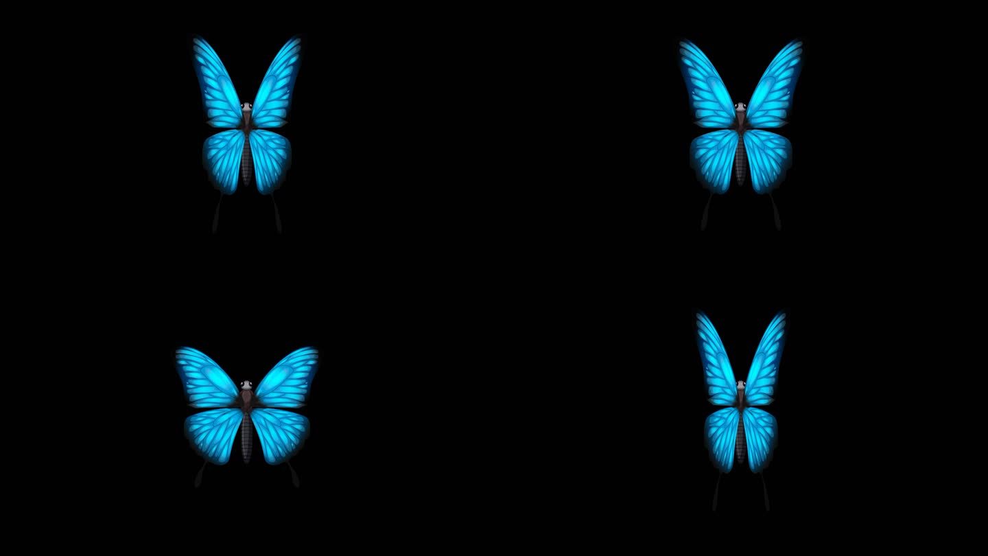 4K蓝色蝴蝶透明视频