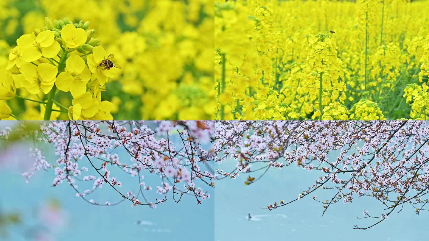 春天油菜花花开春暖花开