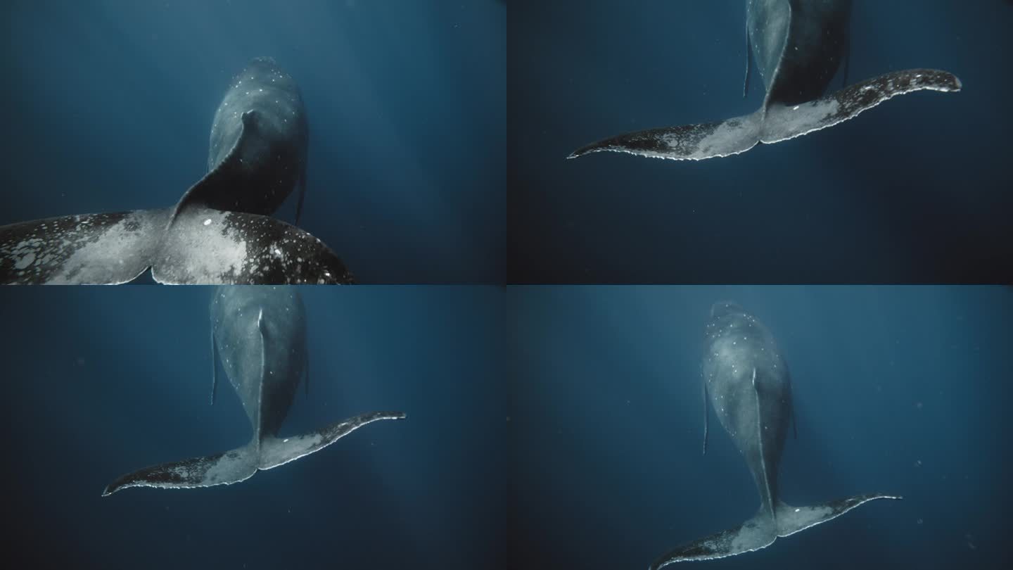 座头鲸的脊椎骨和尾鳍在神秘的海水中滑行