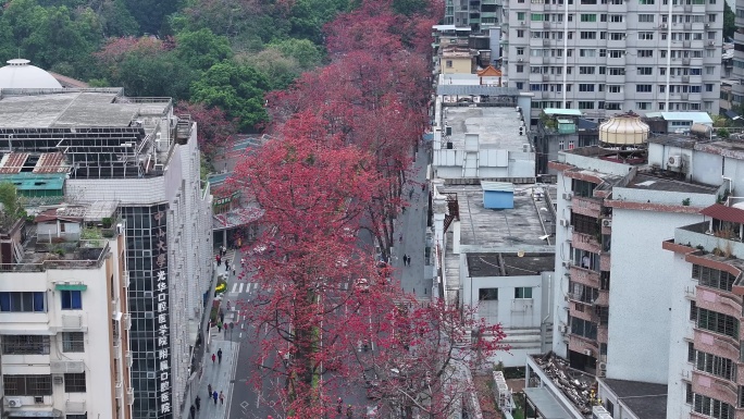 中国广东省广州市越秀区烈士陵园木棉花