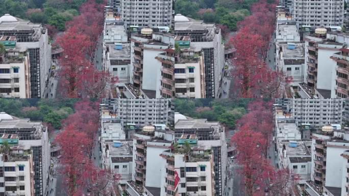 中国广东省广州市越秀区烈士陵园木棉花