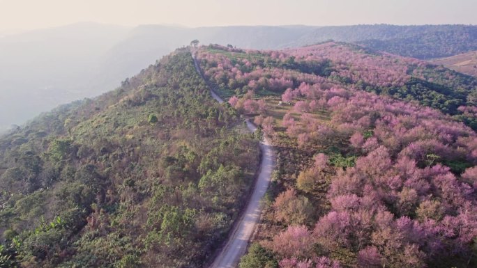 春天的早晨，在富显荣卡拉国家公园的富隆罗，野生喜马拉雅樱桃树在山上的种植园里盛开