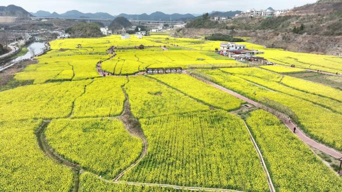 油菜花贵阳观山湖