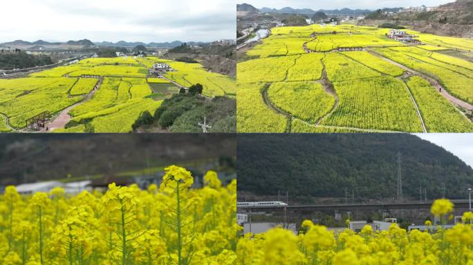 油菜花贵阳观山湖