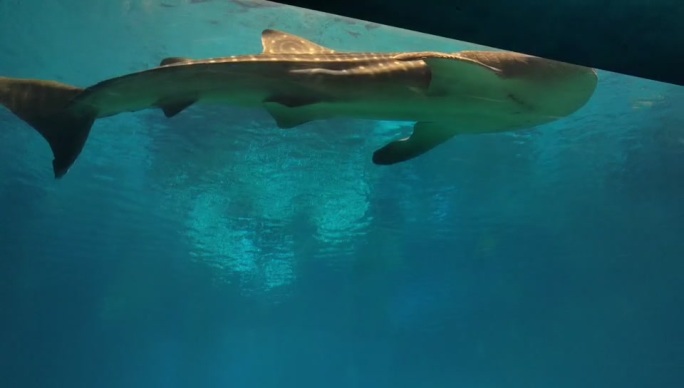 横琴长隆海洋王国鲸鲨馆