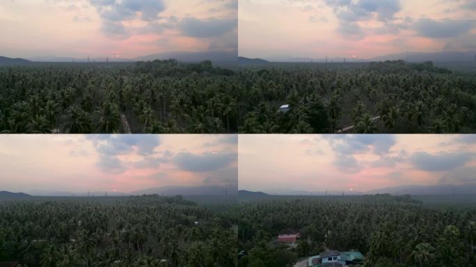 从泰国的天空看棕榈林