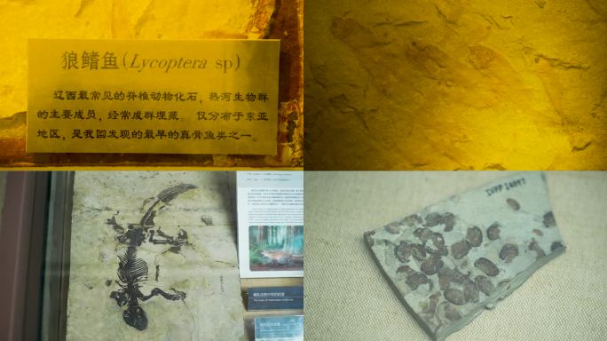 化石 动物化石 石板 自然 科学