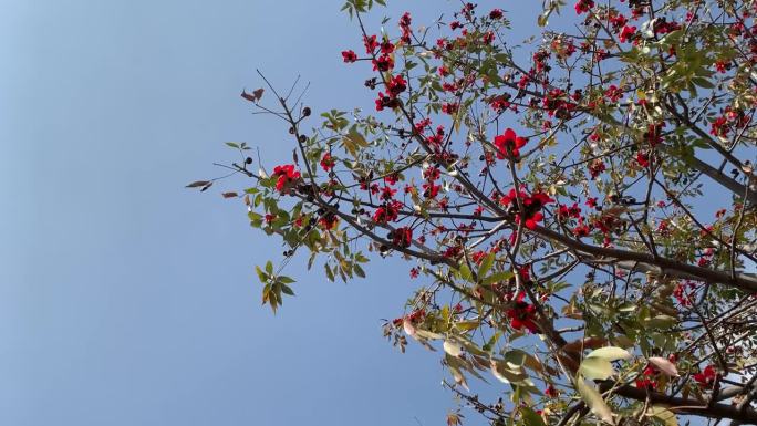 红色的木棉花盛开在美丽的蓝天下。红丝棉树观，红花树观，蓝天观。