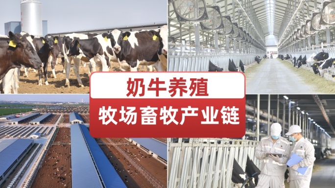 牧场奶牛养殖奶牛养殖产链奶牛饲养畜牧农场