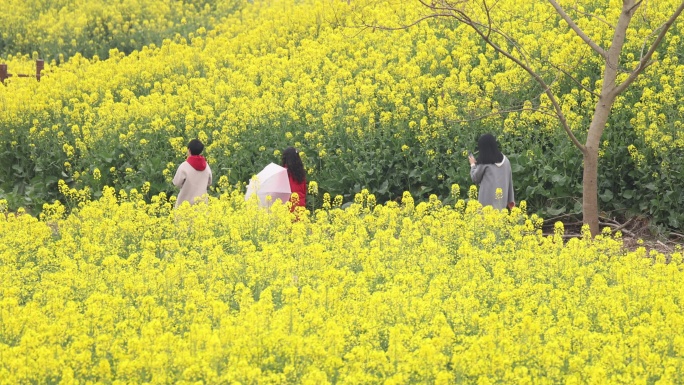 天府正兴 官塘新村 油菜花 田园春天村落