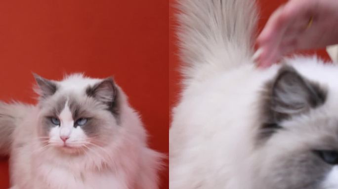 撸猫布偶猫竖版视频素材