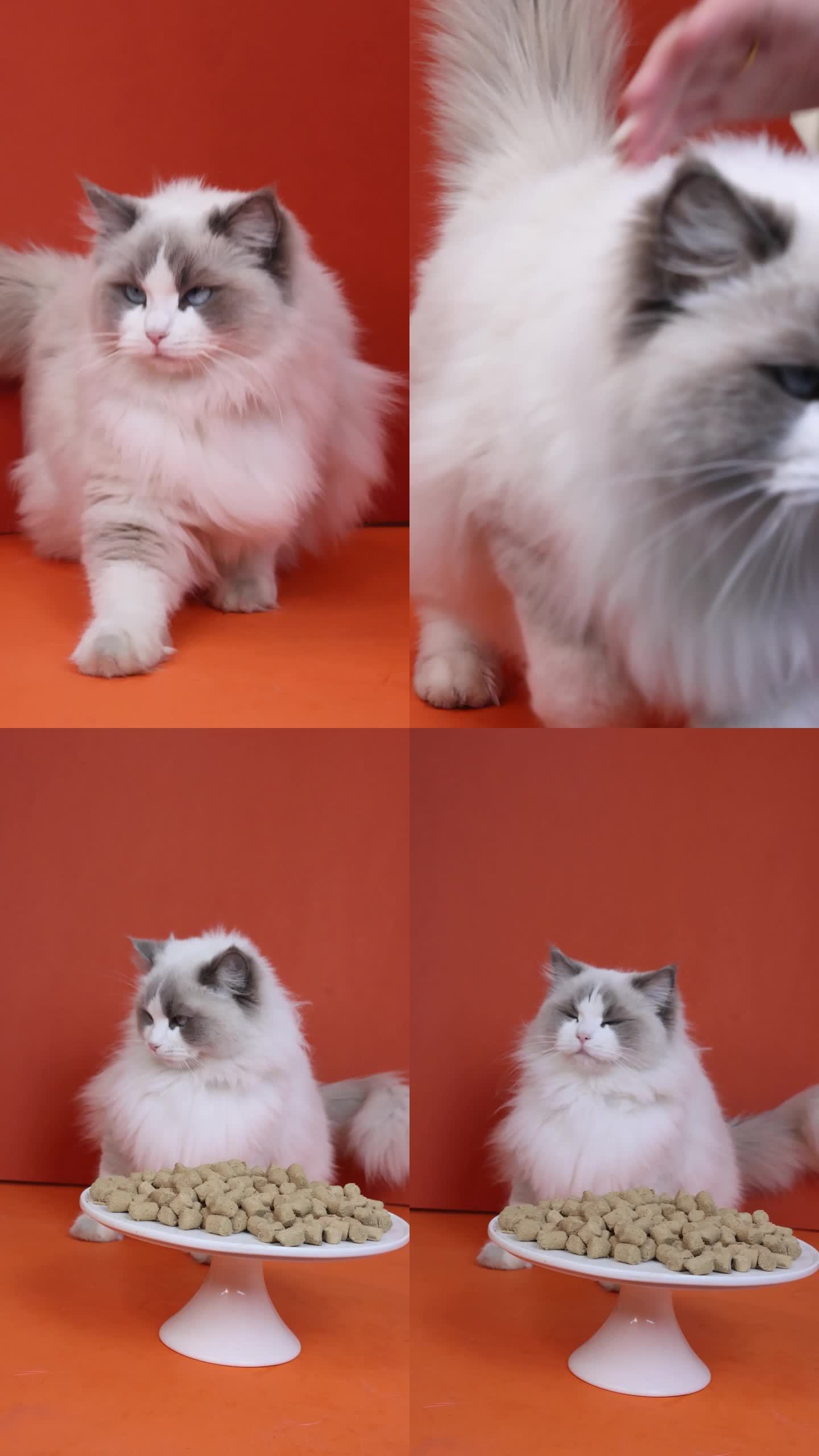 撸猫布偶猫竖版视频素材