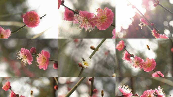 梅花特写立春光影梅花春天开花蜜蜂采蜜花蕊