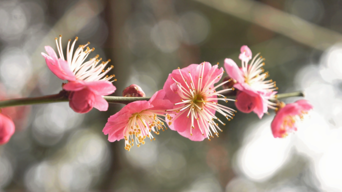 梅花特写立春光影梅花春天开花蜜蜂采蜜花蕊