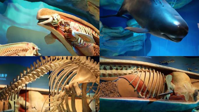 海洋生物-海豚标本-鲸鱼标本