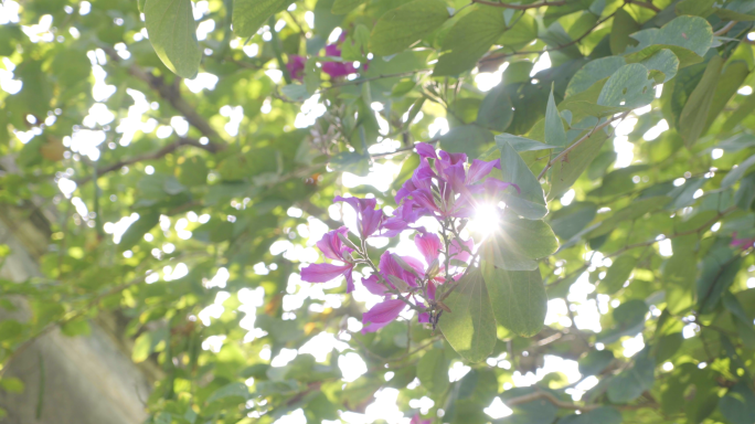 阳光树叶 花朵 夏天 春天自然