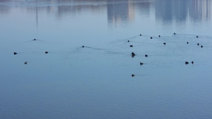 平静的水面水鸟荡起涟漪