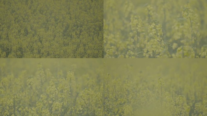 4K实拍6组油菜花灰度模式