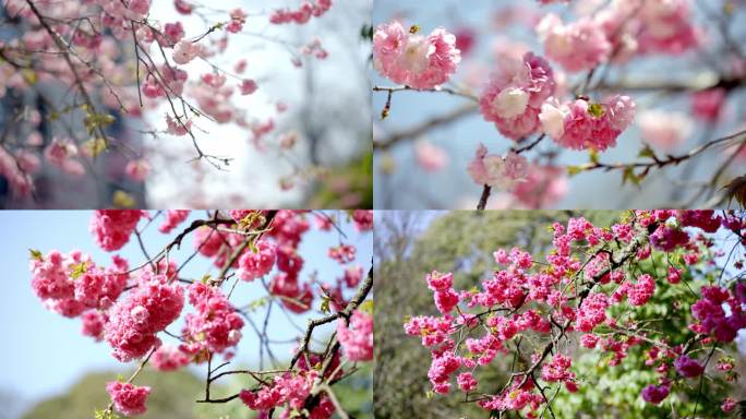 樱花 城市春天樱花 阳光下的樱花