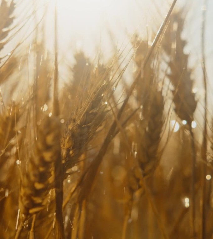 在阳光明媚的日子里，水被喷洒在成熟的小麦植株上。下雨了。雨落在小麦上。