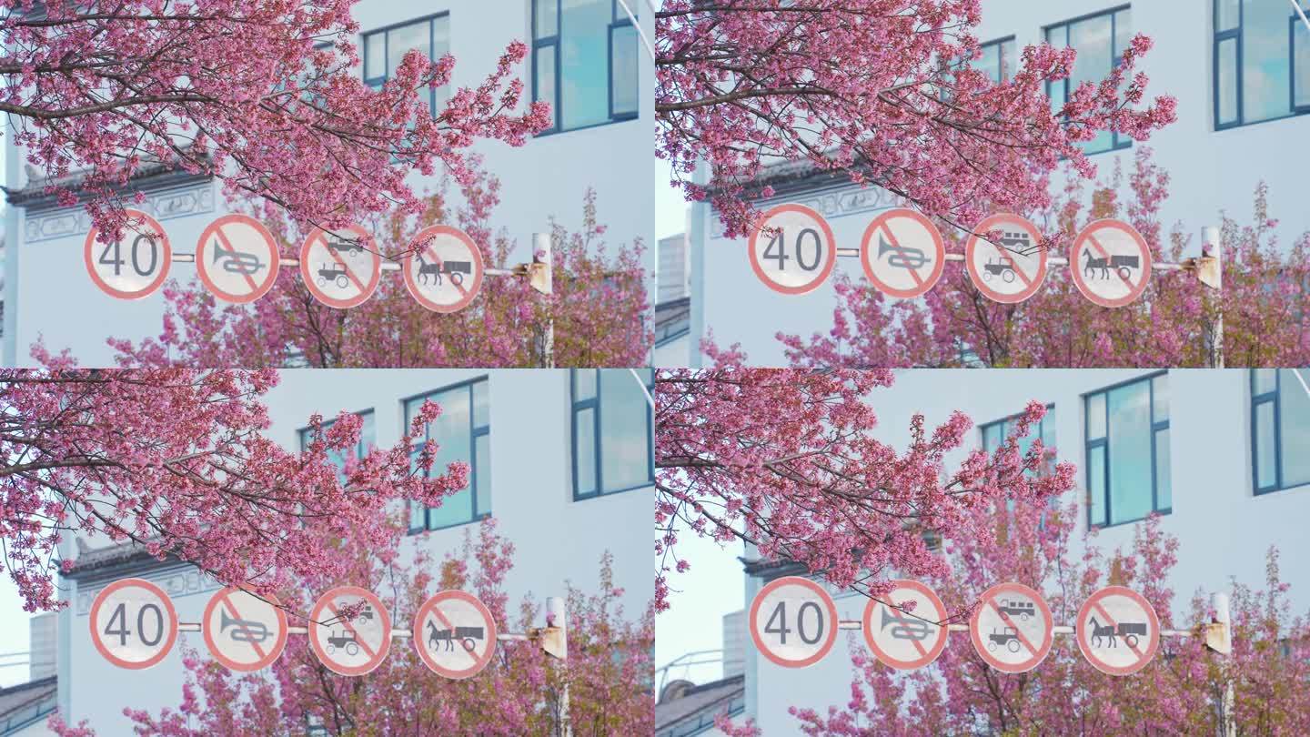 4K升格樱花与交通指示牌