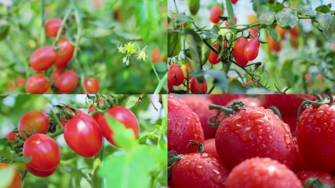 小番茄 圣女果 番茄培育基地 番茄产地
