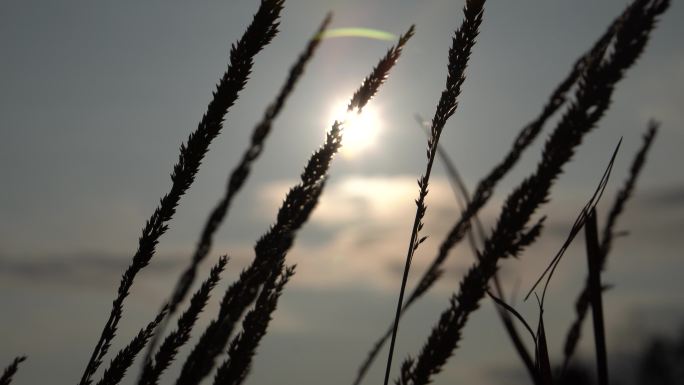 草随风摇拽 太阳夕阳日出